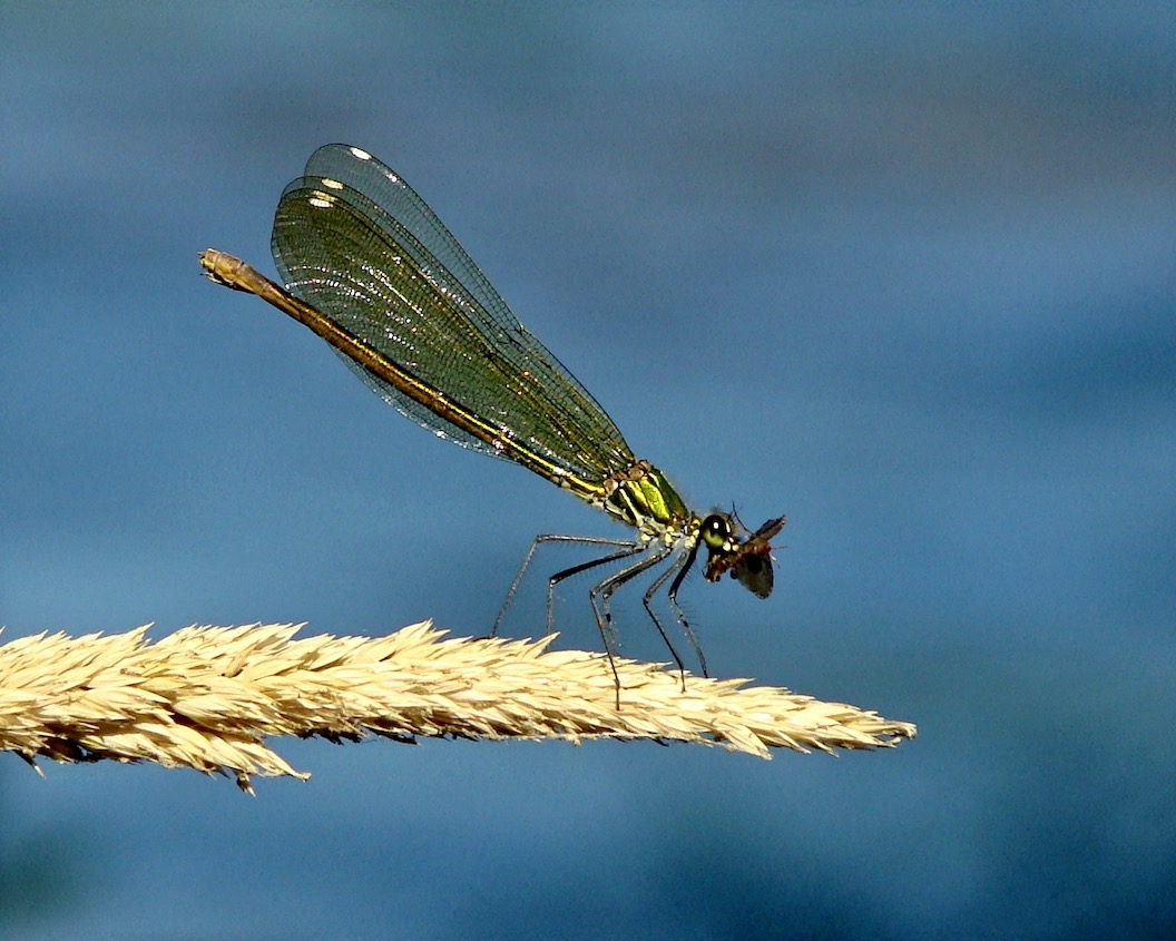 western demoiselle